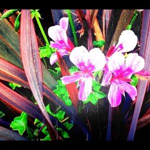 Meet your Posher, Malia